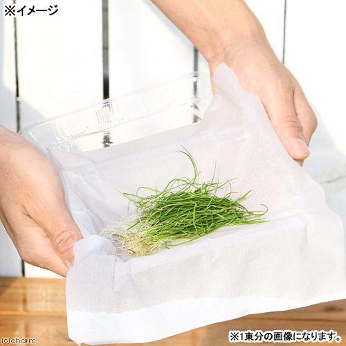 (水草)コブラグラス モーリシャス(水上葉)(無農薬)(1束分)|チャーム charm PayPayモール店|01