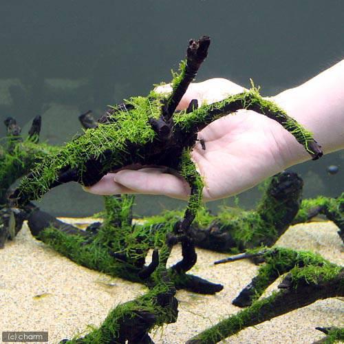 水草）巻きたて 南米ウィローモス 枝状流木 Ｍサイズ（約２０ｃｍ