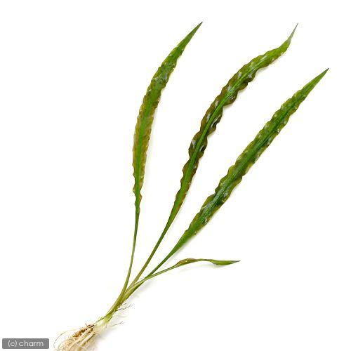 水草 クリプトコリネ スピラリス 水中葉 無農薬 １株 北海道航空便要保温 Smilesquadhouston Com