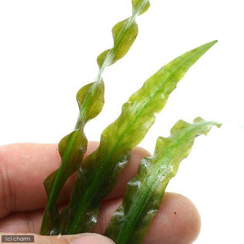 チャーム（charm） （水草）クリプトコリネ スピラリス（水中葉）（無
