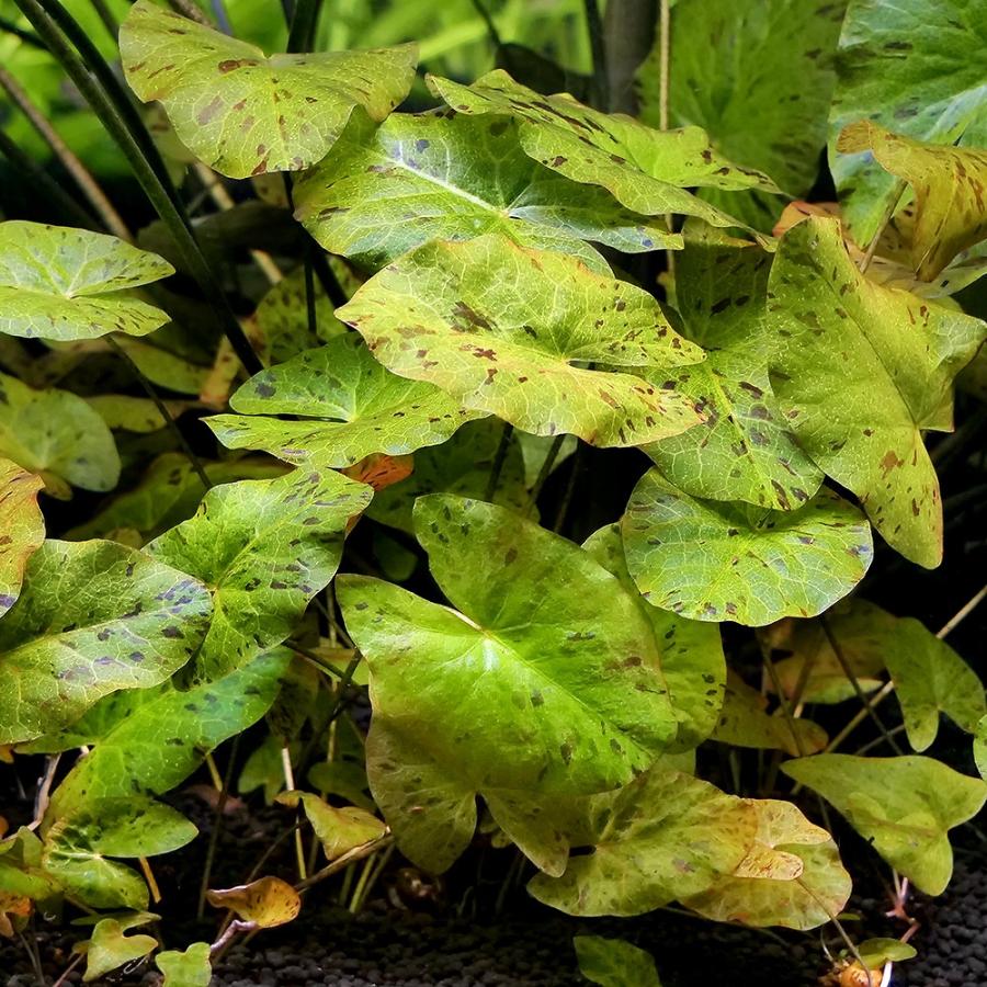 チャーム（charm） （水草）タイガーロータス グリーンタイプ（水中葉