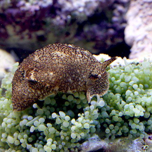 （海水魚）ウミウシ　ウミフクロウ（１匹）｜chanet｜02