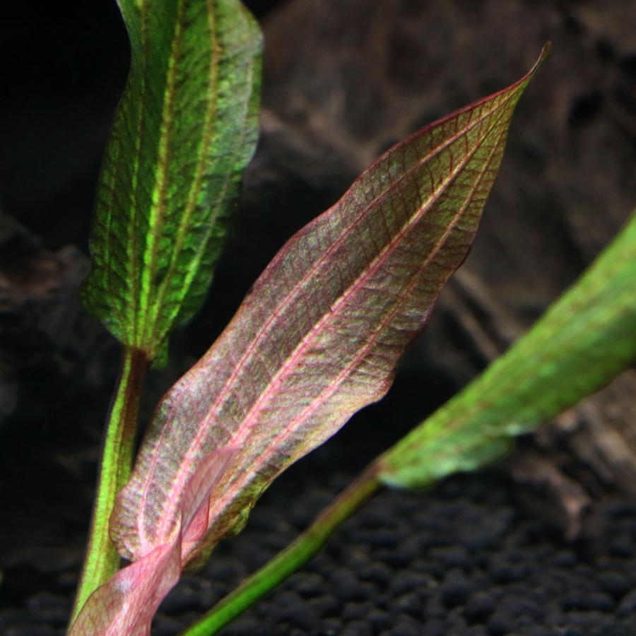 魚用品・水草 原種系エキノドルス4種セット
