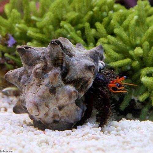 チャーム（charm） （海水魚）ヤドカリ サンゴヨコバサミ（1匹
