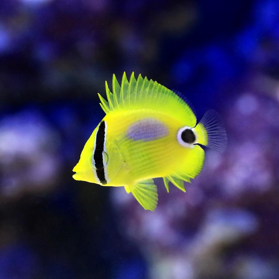 若者の大愛商品 海水魚 沖縄産 スミツキトノサマダイ ｓサイズ １匹 1 700円 Aynaelda Com