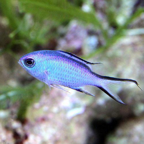 海水魚 ブルーリーフクロミス １匹 北海道 九州航空便要保温 チャーム Charm Paypayモール店 通販 Paypayモール