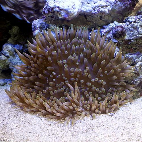 キッカイソギンチャク　ライブロック付き キッカイソギンチャク ライブロック付き