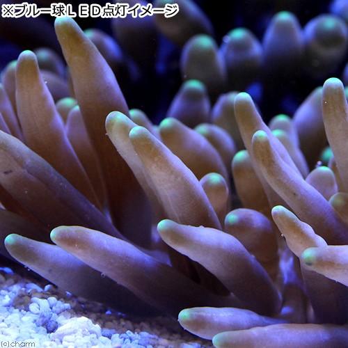 キッカイソギンチャク ライブロック付き