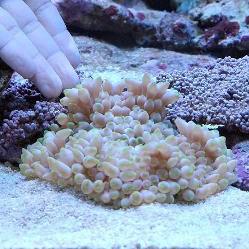 キッカイソギンチャク ライブロック付き