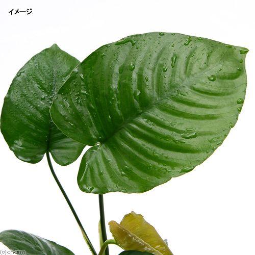 チャーム（ペット） （水草）アヌビアス バルテリー Lサイズ