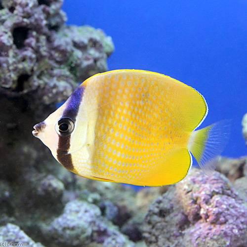 海水魚 インドミゾレチョウチョウウオ ｍサイズ １匹 北海道航空便要保温 チャーム Charm Paypayモール店 通販 Paypayモール