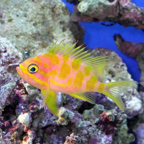 （海水魚）マダラハナダイ　Ｍサイズ（１匹）　北海道・九州航空便要保温