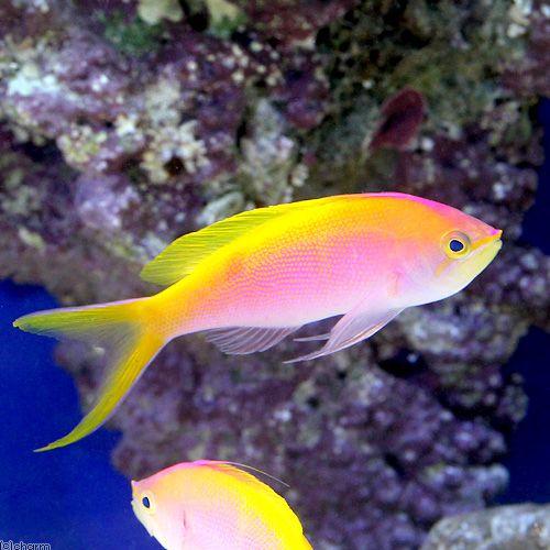 （海水魚）クリスマス産　バートレットアンティアス　オス（１匹）