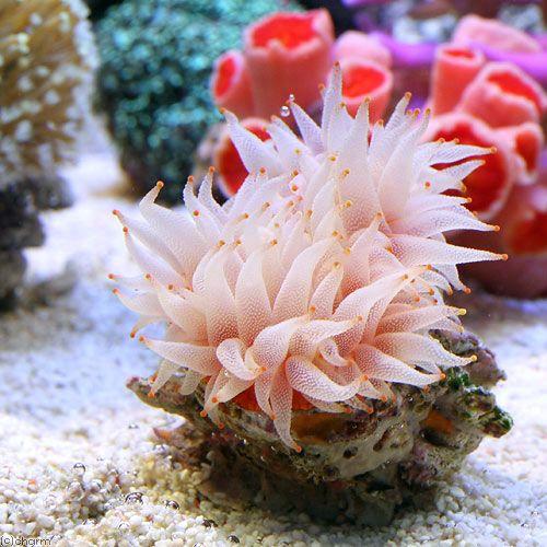 （サンゴ）ウチウラタコアシサンゴ　ホワイト（１個）　海水魚｜chanet｜02