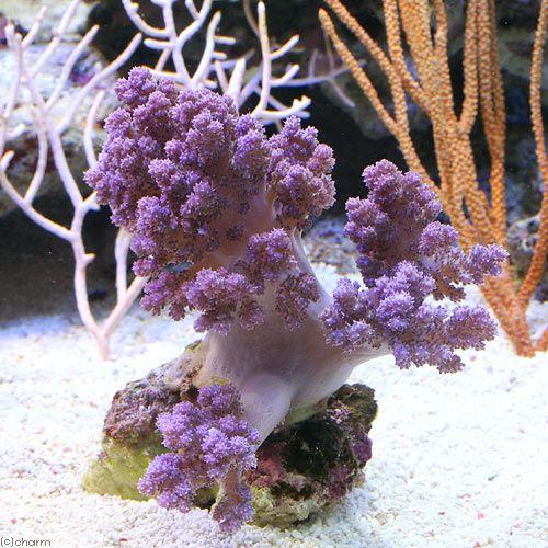 サンゴ 沖縄産 スジチヂミトサカ ライトパープル ｍサイズ １個 北海道航空便要保温 沖縄