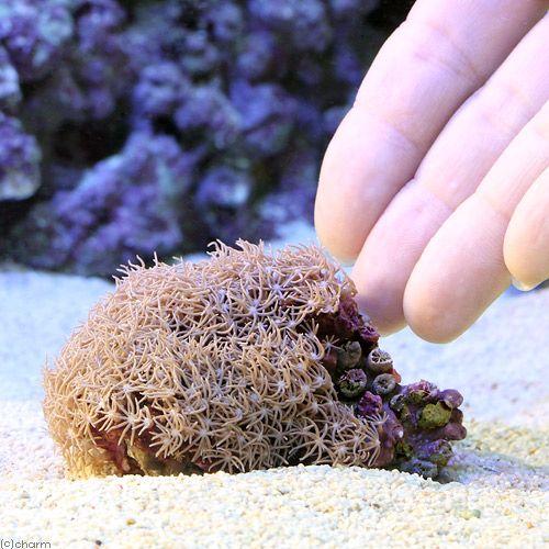 （サンゴ）沖縄産　スターポリプｓｐ．　Ｓサイズ（１個）　ｙ−85 | チャーム（ペット） | 02