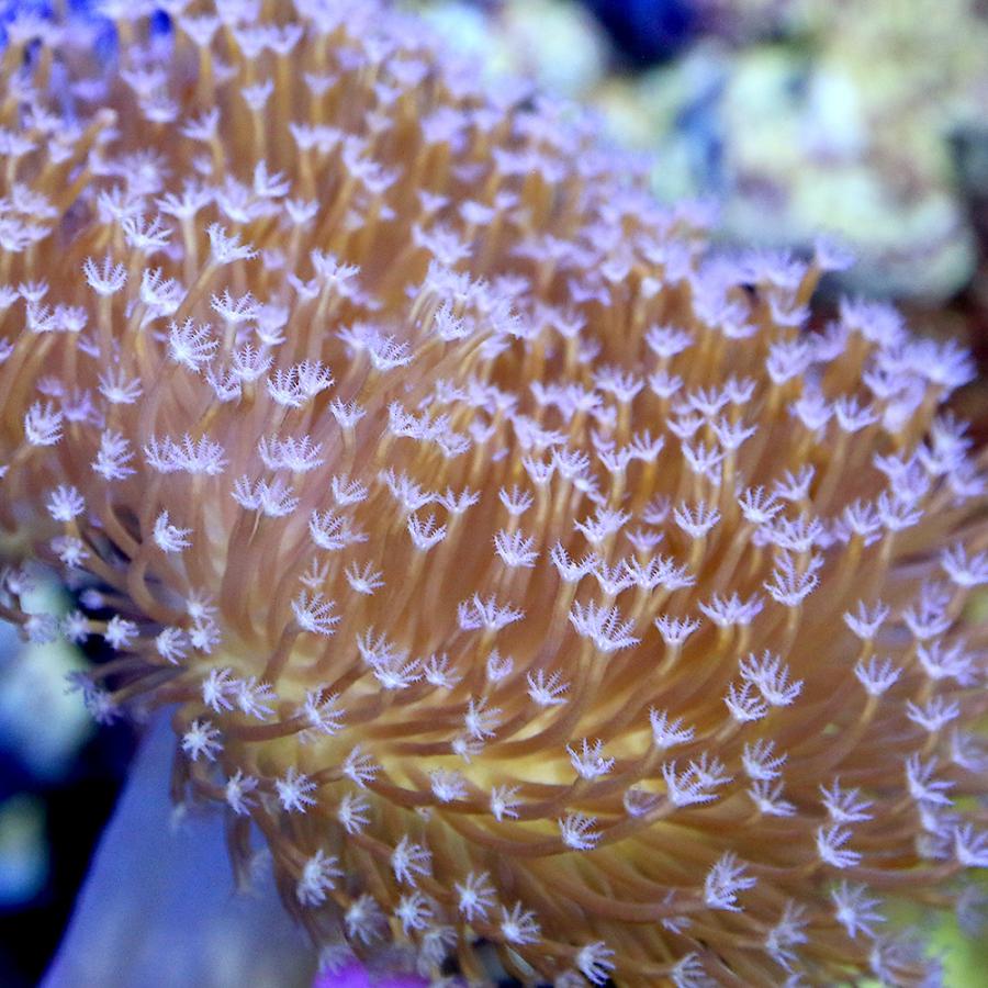 サンゴ)沖縄産 ウミキノコ ロングポリプ Mサイズ(1個) 北海道航空便要保温 :504598:チャーム charm ヤフー店 - 通販 - Yahoo!ショッピング サンゴ)沖縄産 ウミキノコ ロングポリプ Mサイズ(1個) 北海道航空便要保温 :504598:チャーム charm ヤフー店 - 通販 - Yahoo!ショッピング