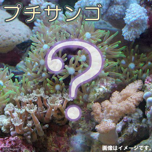 珊瑚 沖縄・座間味・シュノーケリング】美しいサンゴの森をシュノーケリング