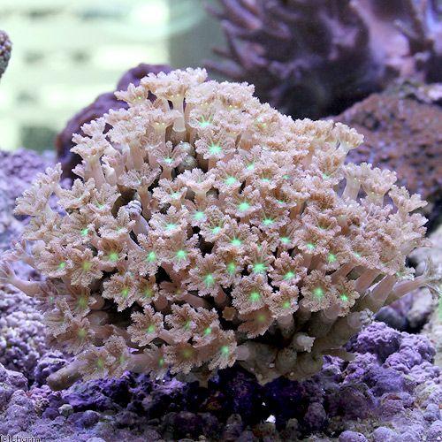 チャーム（charm） （サンゴ）沖縄産 ツツウミヅタ ヘアリーセンター