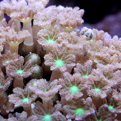 （サンゴ）沖縄産　ツツウミヅタ　ヘアリーセンターグリーン　Ｍサイズ（１個）｜chanet｜02