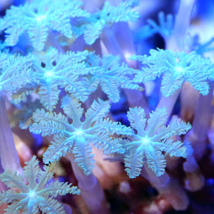 チャーム（charm） （サンゴ）沖縄産 ツツウミヅタ ポリプライト