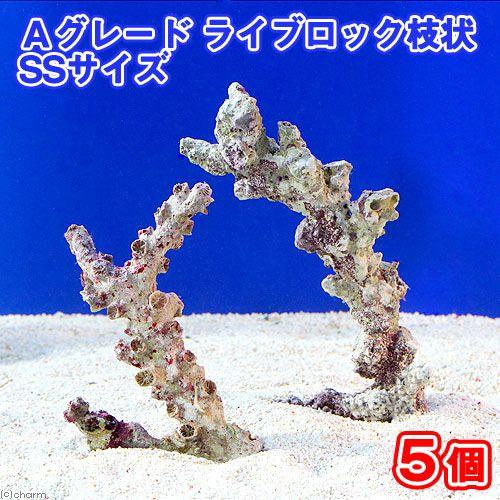 チャーム（charm） （海水魚）Aグレードライブロック 枝状SSサイズ