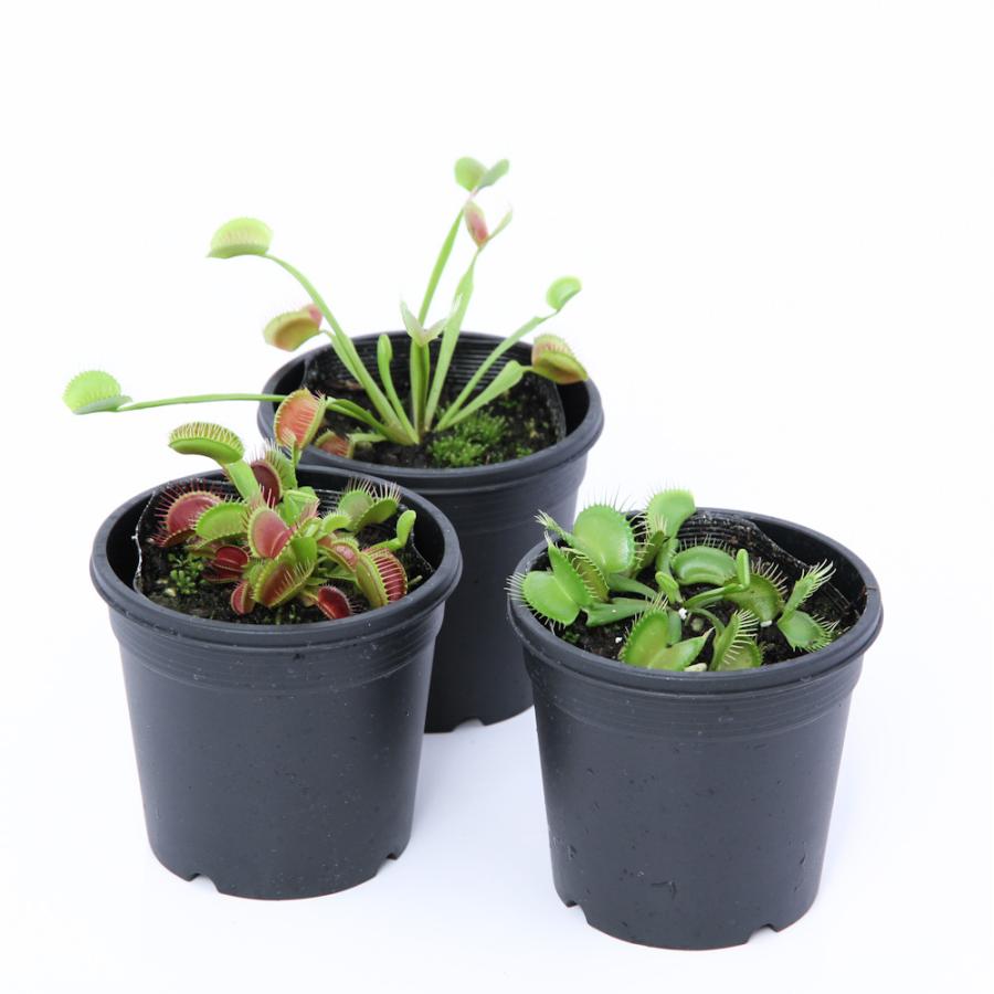 お手軽価格で贈りやすい 食虫植物 ハエトリソウ ２ ５ ３号 １ポット Wantannas Go Id