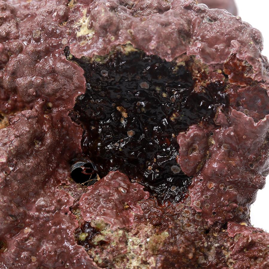 （海水魚）ライブロック　ＥＸＳグレード　レッドロック　ＳＳサイズ（５個）（形状お任せ）　北海道・九州航空便要保温 | チャーム（ペット） | 02