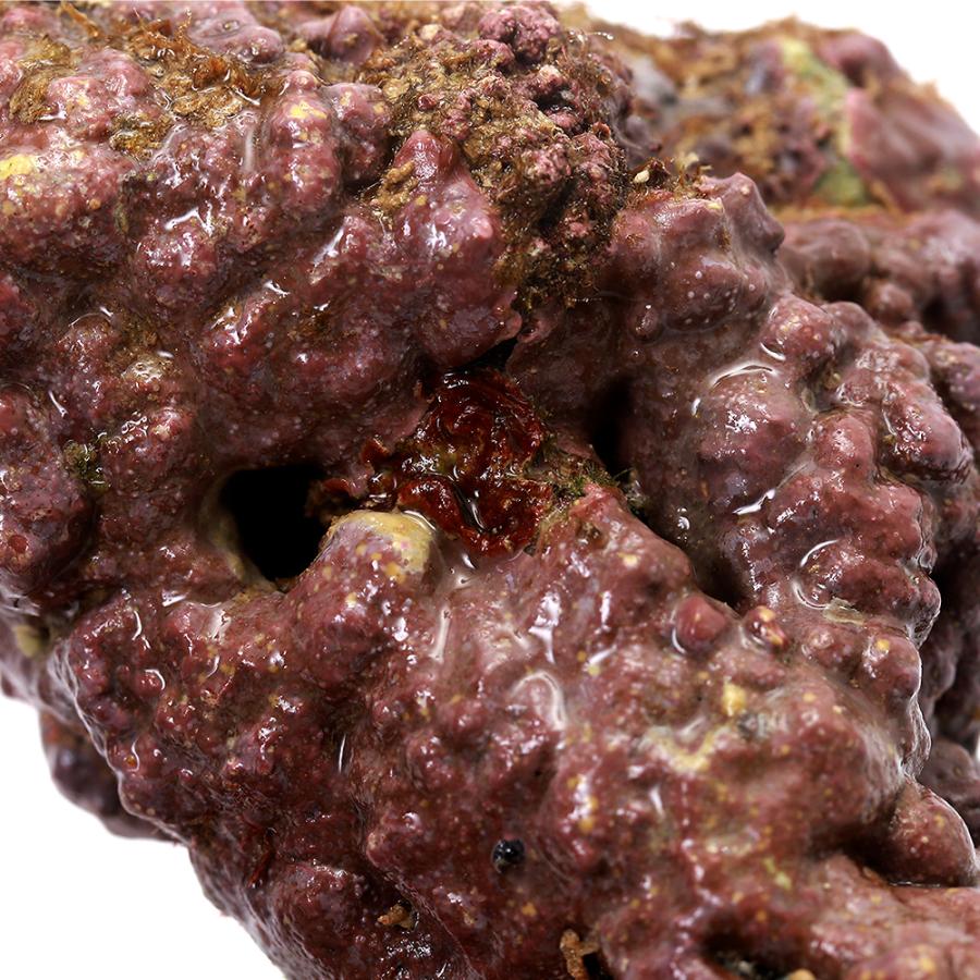 （海水魚）ライブロック　ＥＸＳグレード　レッドロック　ＳＳサイズ（５個）（形状お任せ）　北海道・九州航空便要保温 | チャーム（ペット） | 03