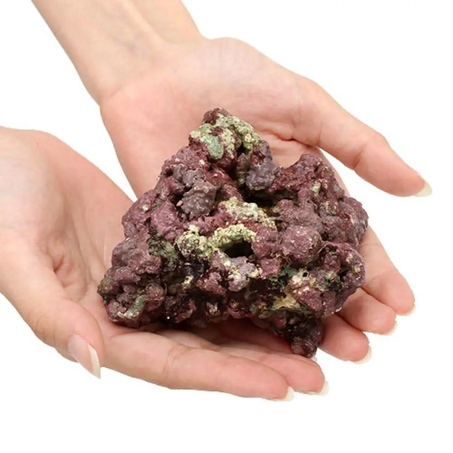 （海水魚）ライブロック　ＥＸＳグレード　レッドロック　ＳＳサイズ（５個）（形状お任せ）　北海道・九州航空便要保温 | チャーム（ペット） | 04