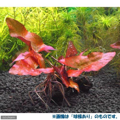 チャーム（charm） （水草）（新芽あり）タイニムファ 球根（無農薬