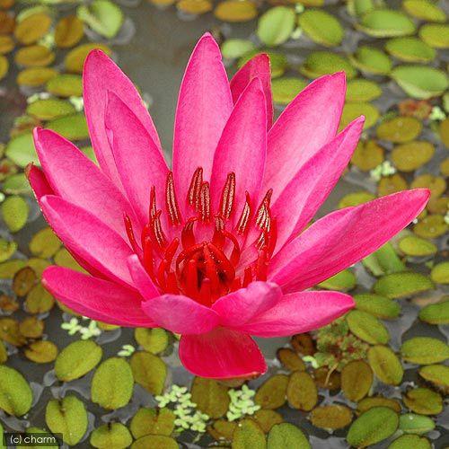 （水草）（新芽あり）タイニムファ　球根（無農薬）（１個） | チャーム（ペット） | 01