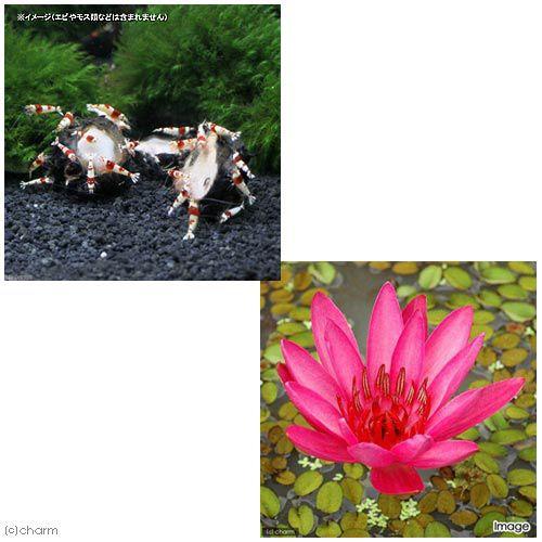 チャーム（charm） （水草）（新芽あり）タイニムファ 球根（無農薬