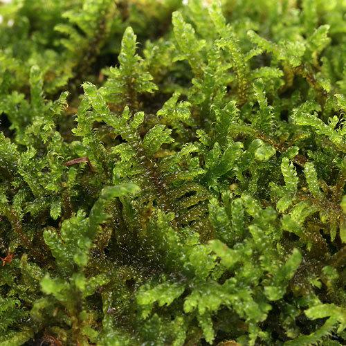 （観葉植物）テラリウム　苔　ハイゴケ　１パック分（Yahoo!・チャーム charm ヤフー店）