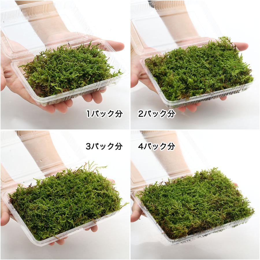 期間限定特価】【期間限定特価】（観葉植物）苔 ハイゴケ １パック分