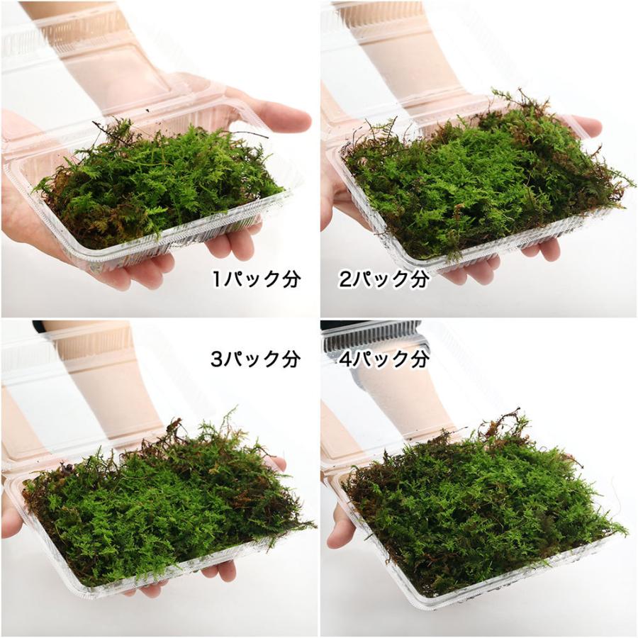 数量限定 観葉植物 苔 シノブゴケ １パック分 Wantannas Go Id