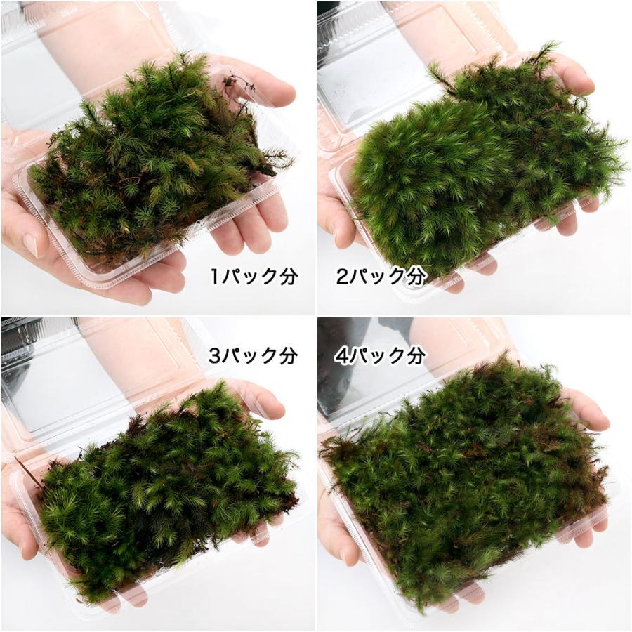 100 品質 観葉植物 苔 ヒノキゴケ １パック分690円 Whitesforracialequity Org