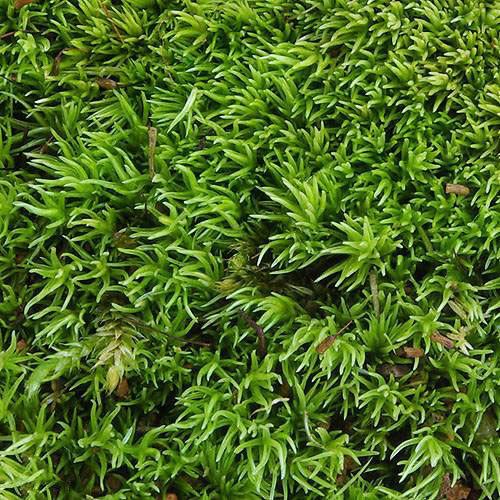 観葉植物 苔 ヤマゴケ ホソバオキナゴケ アラハシラガゴケ １パック分 無料長期保証 超人気高品質