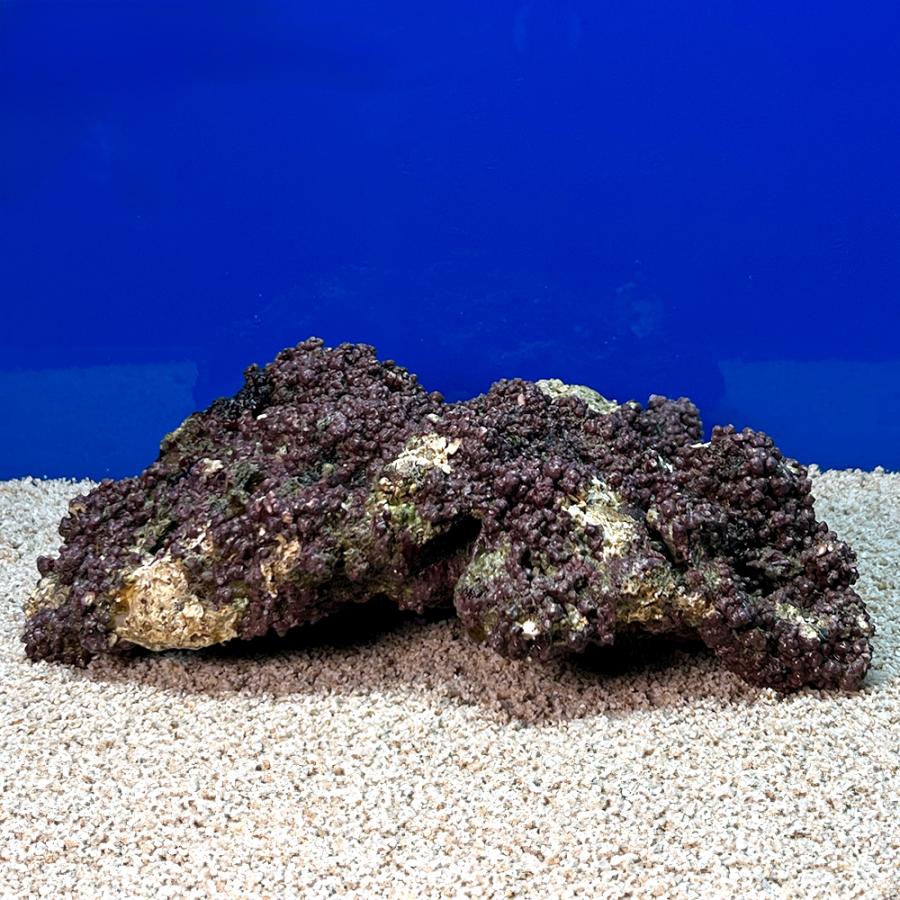 海水魚）一点物 ライブロック（Lサイズ） LR−3599 1個 北海道 