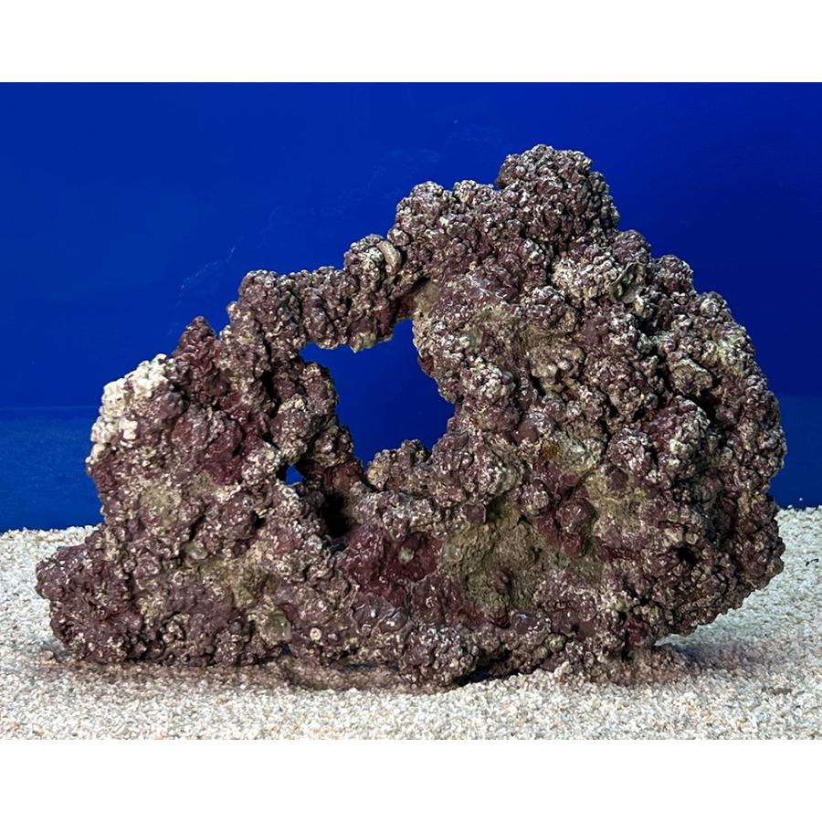 （海水魚）一点物　ライブロック（Ｌサイズ）　ＬＲ−３６２７　１個　北海道・九州航空便要保温 |  | 01