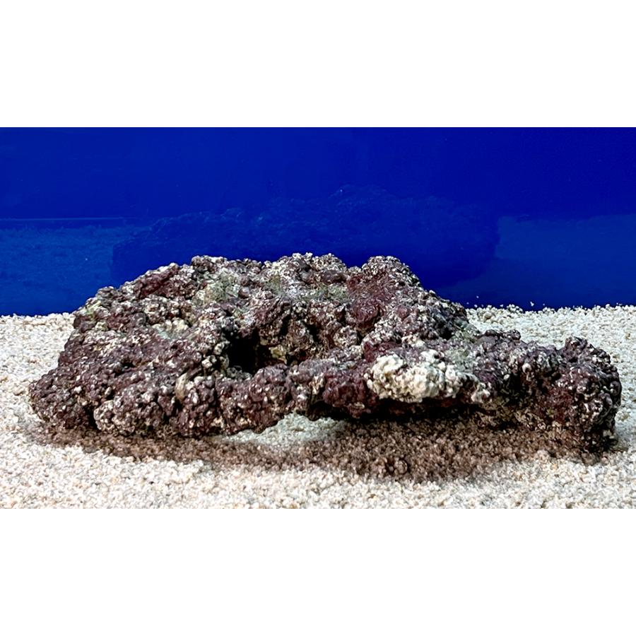 （海水魚）一点物　ライブロック（Ｌサイズ）　ＬＲ−３６２７　１個　北海道・九州航空便要保温 |  | 02