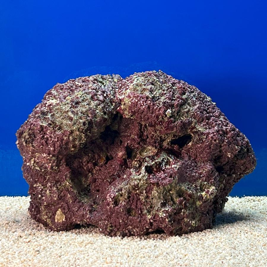 （海水魚）一点物　ライブロック（Ｌサイズ）　ＬＲ−３６４３（１個）　北海道・九州航空便要保温 | 