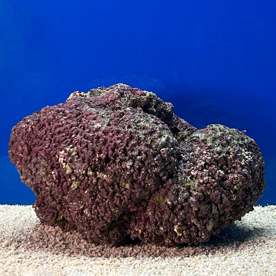 （海水魚）一点物　ライブロック（Ｌサイズ）　ＬＲ−３６４３（１個）　北海道・九州航空便要保温 |  | 02