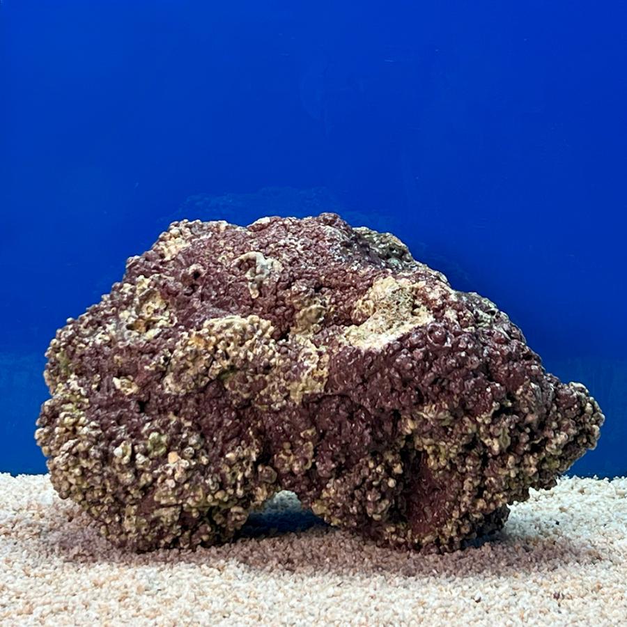 （海水魚）一点物　ライブロック（ＬＬサイズ）　ＬＲ−３６４８（１個）　北海道・九州航空便要保温 | 