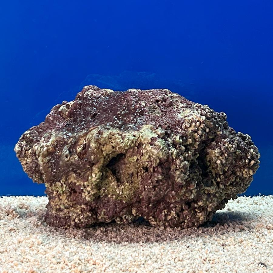 （海水魚）一点物　ライブロック（ＬＬサイズ）　ＬＲ−３６４８（１個）　北海道・九州航空便要保温 |  | 01