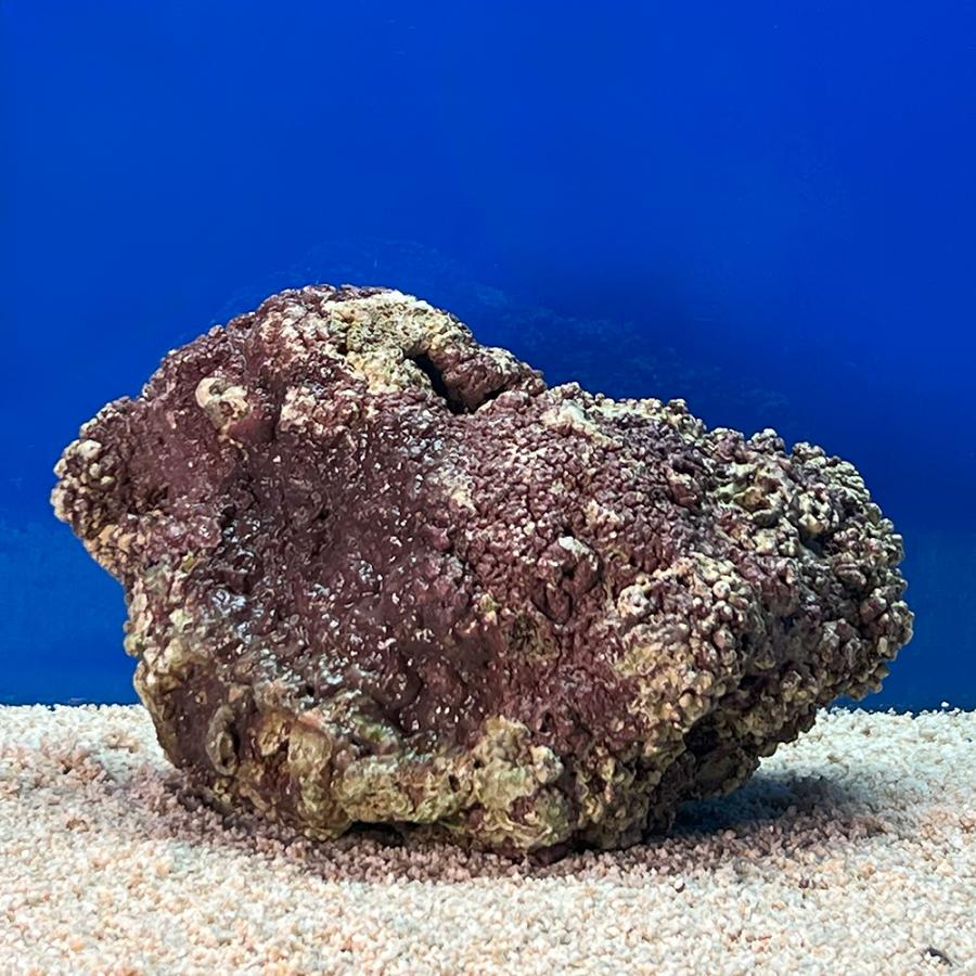 （海水魚）一点物　ライブロック（ＬＬサイズ）　ＬＲ−３６４８（１個）　北海道・九州航空便要保温 |  | 02