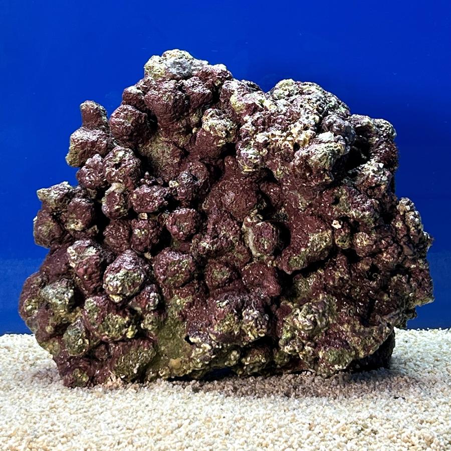 （海水魚）一点物　ライブロック（ＬＬサイズ）　ＬＲ−３６５２（１個）　北海道・九州航空便要保温 | 