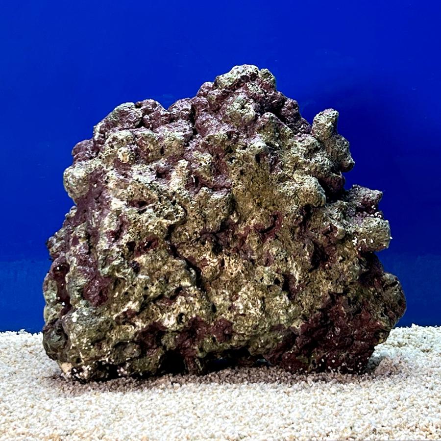 （海水魚）一点物　ライブロック（ＬＬサイズ）　ＬＲ−３６５２（１個）　北海道・九州航空便要保温 |  | 01