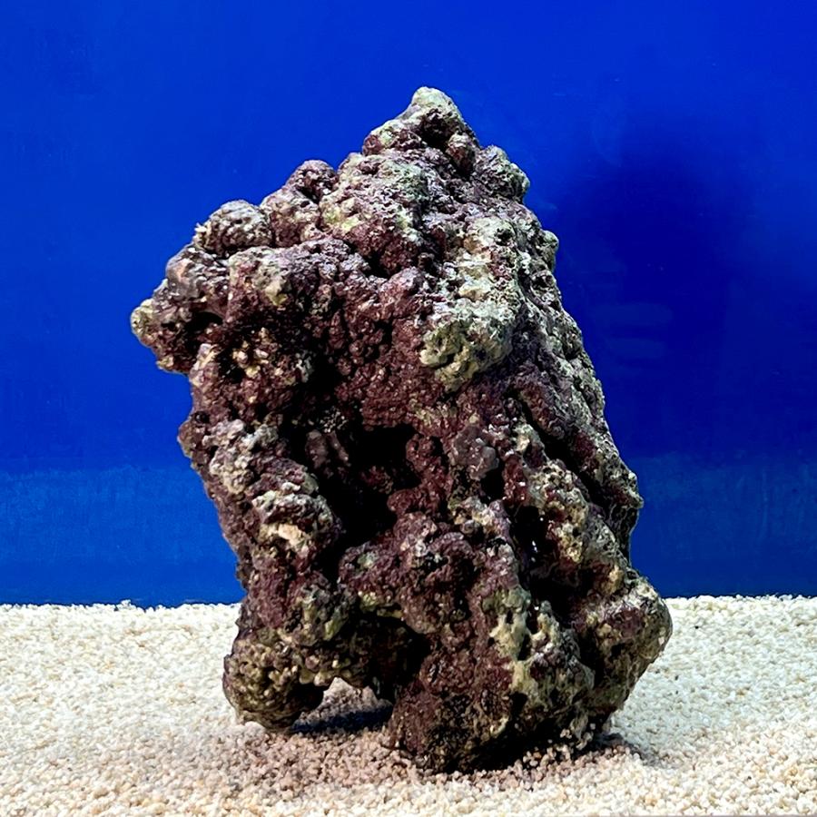 （海水魚）一点物　ライブロック（ＬＬサイズ）　ＬＲ−３６５２（１個）　北海道・九州航空便要保温 |  | 02