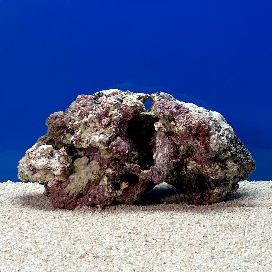 （海水魚）一点物　ライブロック（ＬＬサイズ）　ＬＲ−３６６３（１個）　北海道・九州航空便要保温 |  | 01